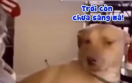 Chú chó bị mèo đánh vì ngủ nướng