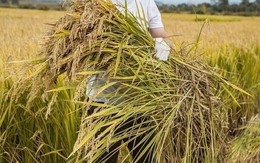 Vừa lấy lại tiếng tăm, ‘Nhĩ Khang' Châu Kiệt lại gây phẫn nộ