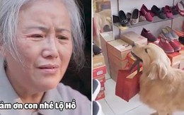 Chú chó đi lượm ve chai để phụ tiền mua đôi giày cho bà cụ