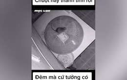 Con chuột tìm cách nâng lồng bàn để trộm đồ ăn