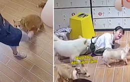 Chú chó corgi phục thù cô gái vì bị đánh oan