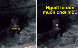 Chó con cãi tay đôi với cô chủ không chịu đi ngủ
