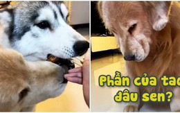 Golden hờn dỗi khi sen không cho cánh gà chiên