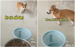 Corgi bỏ chạy vào chuồng đóng cửa khi sen hỏi tội xé giấy