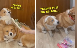 Corgi run cầm cập khi sen hỏi tội ăn vụng