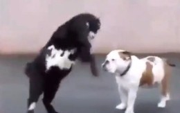 Chó bull lạnh lùng trước 'thiết đầu công'