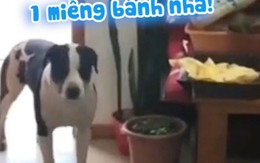 Chú chó nhảy chân sáo khi lấy được miếng bánh
