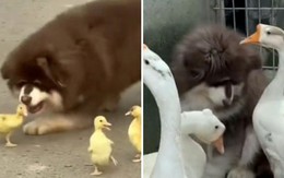 Chú chó bị ngỗng ký đầu vì ngày nhỏ dám ăn hiếp