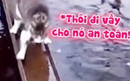 Chú mèo trổ tài qua cầu siêu hài hước