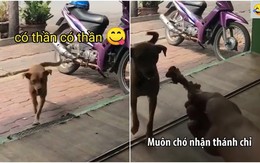 Cách cho chó ăn kiểu 'quý tộc'