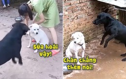 Chú chó tăng động chỗ nào cũng sủa