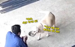 Chú chó cứ thấy khách tới nhà là cầm tô ra xin ăn