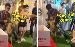 Chú chó bối rối khi bị chàng trai kéo lên sân khấu bắt nhảy