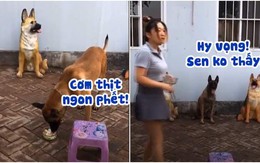 Chú chó trộm đồ ăn, vờ hóa tượng để sen không biết