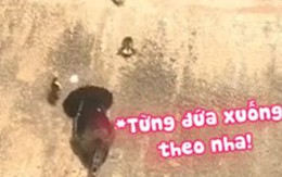 Đàn vịt con 'nhào lộn' theo mẹ xuống hồ