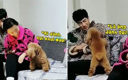 Chú chó nổi quạu hỏi tội chàng trai lén đánh mình