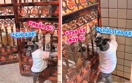 Hai chú chó đấu võ mồm với nhau