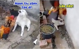 Chú chó ngang ngược bị gà trống đánh lên bờ xuống ruộng