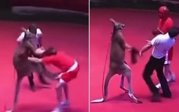 Võ sĩ liên tục bị kangaroo hạ knock out