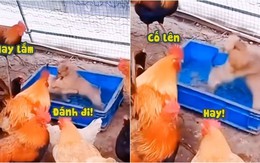 Đàn gà đứng cổ vũ 2 chú chó đánh nhau