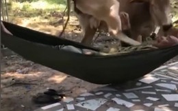 Chú bò nổi quạu vì sen nằm ngủ không cho ăn