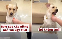 Chú chó ngậm đắng nuốt cay khi sen chia miếng dưa hấu thiên vị