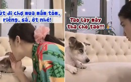 Chú chó đứng hình khi sen bảo mua riềng, sả, mắm tôm