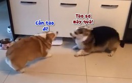 Những pha cắn lộn không bao giờ trúng của 2 chú chó Corgi