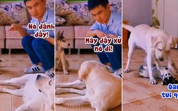 Husky bị chú chó đánh vì sen chơi trò 'gắp lửa bỏ tay người'