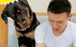 Chú chó xem tin tức rồi nổi cáu vì tưởng sen hại mình