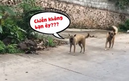 Chàng trai vứt xe đạp hù chó khi bị rượt