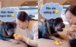 Chú chó năn nỉ sen cho miếng cam vì thèm quá chịu không nổi