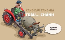 Xăng dầu tăng, trâu lên giá