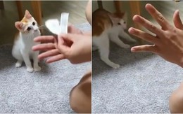 Chú mèo hú hồn với màn ảo thuật hô biến mảnh giấy của sen