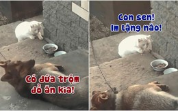 Mèo rón rén trộm đồ ăn bị chó rượt