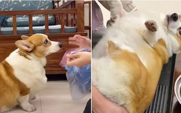 Corgi hú hồn với những pha giỡn nhây của chủ