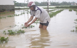 Làng hoa miền Trung ‘mất tết’ vì lũ