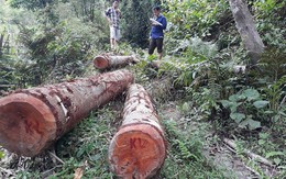 Hàng loạt lãnh đạo xã tham gia phát rừng trồng keo