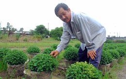 Người miền Tây rầu rĩ nhìn hoa Tết hư hỏng vì mưa dầm