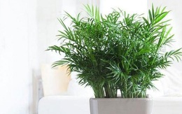 Chọn cây xanh phù hợp cho từng phòng trong nhà