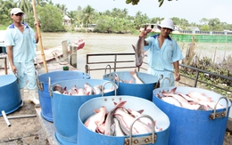 Tăng thuế đột biến, cá tra nguy cơ mất thị trường Mỹ