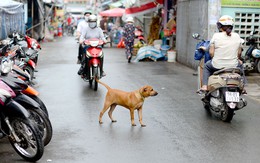 Không đeo rọ mõm cho chó bị phạt đến 800 ngàn đồng