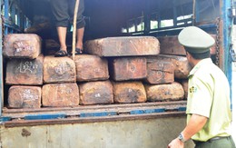 Bắt xe tải ngụy trang phân gà để giấu gỗ quý
