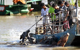 Về An Giang coi chợ bò mùa nước nổi