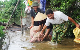 Nước sông Lam dâng nhanh, dân hối hả chạy lụt