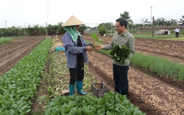 Sớm xóa bỏ 'rau hai luống, lợn hai chuồng'