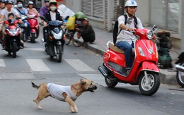 TP.HCM đang bị "nông thôn hóa"?