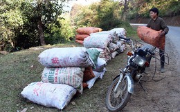 Giá dong tại 'thủ phủ' rớt mạnh, mỗi ký chỉ còn 1.000 đồng