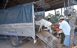 Chợ 'độc' miền Tây - kỳ 4: Chợ bò Tà Ngáo