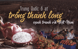 Thêm lo cho trái thanh long vì Trung Quốc truy xuất nguồn gốc